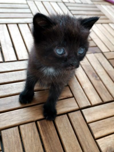 Лот: 16290854. Фото: 1. Котёнок на удачу!. Кошки, котята