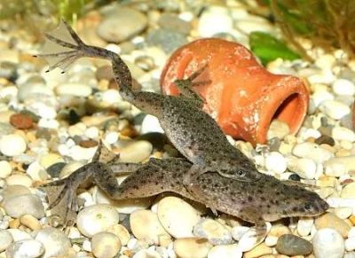 Лот: 1059737. Фото: 1. карликовые лягушки осталось 3... Рыбки