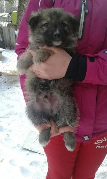 Лот: 4873521. Фото: 1. Щенки в хорошие руки!. Собаки, щенки