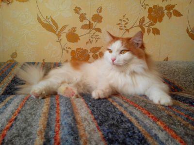 Лот: 4878508. Фото: 1. Кот Бублик ждет любящих хозяев. Кошки, котята