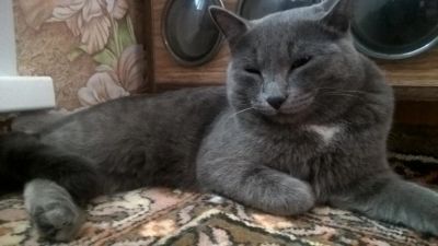 Лот: 9583654. Фото: 1. Серый котик. Кошки, котята