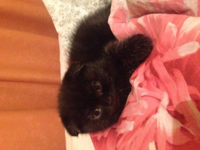 Лот: 3696457. Фото: 1. Котенок шотландский вислоухий. Кошки, котята