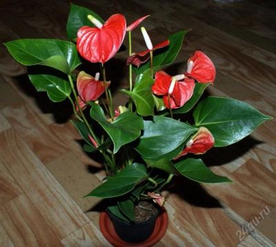 Лот: 2770277. Фото: 1. Антуриум Андре красный. Горшечные растения и комнатные цветы