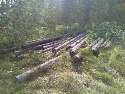 Лот: 16608674. Фото: 1. Опоры ЛЭП лиственница. Другое (строительные материалы)