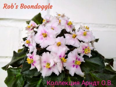 Лот: 11048979. Фото: 1. Фиалка Rob's Boondoggle, лист. Горшечные растения и комнатные цветы
