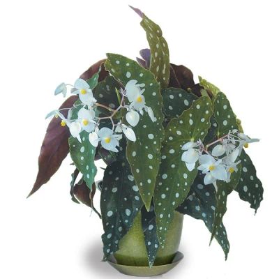 Лот: 7921531. Фото: 1. Бегония (Begonia maculata 'wightii... Горшечные растения и комнатные цветы