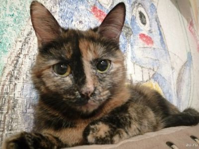 Лот: 13830547. Фото: 1. Кошка, трехцветная, 3 года. Кошки, котята