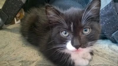 Лот: 8468026. Фото: 1. Подарю котенка девочку. Кошки, котята