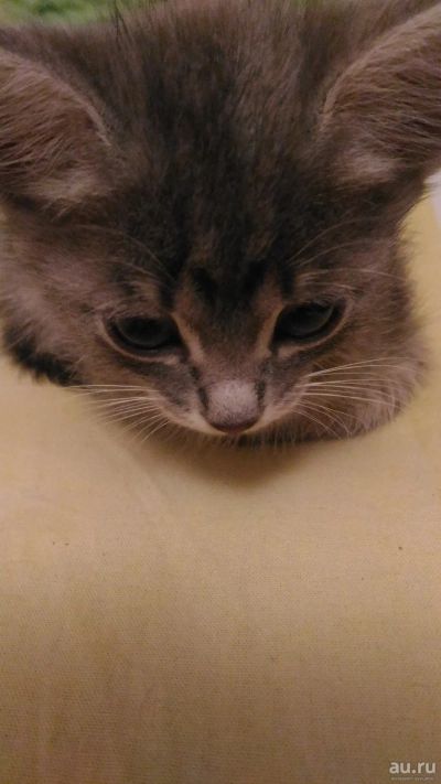 Лот: 13518331. Фото: 1. Котёнок. Кошки, котята
