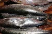 Лот: 3222764. Фото: 1. омуль свежий. Икра, рыба, морепродукты