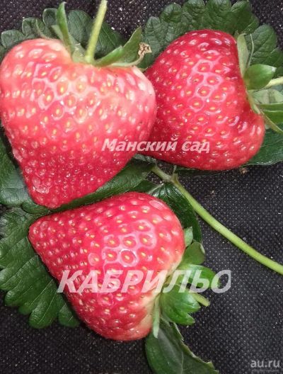 Лот: 4476748. Фото: 1. Рассада садовой земляники(клубники... Другое (семена, рассада, садовые растения)