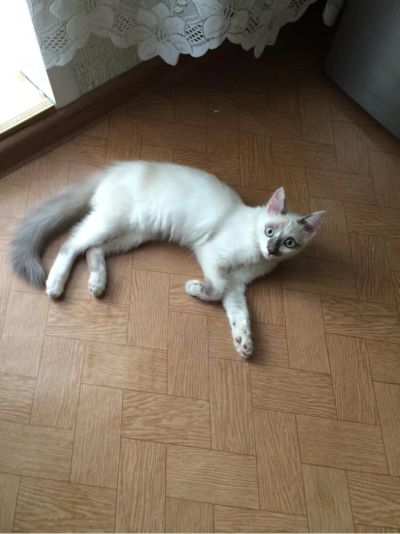 Лот: 7720513. Фото: 1. Котик ищет семью. Кошки, котята