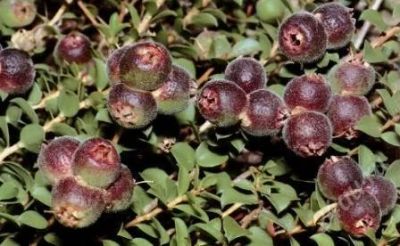Лот: 2711309. Фото: 1. Кунцея яблоконосная (Kunzea pomifera... Горшечные растения и комнатные цветы