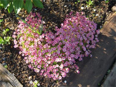 Лот: 10075129. Фото: 1. Камнеломка, небольшая деленочка. Садовые цветы
