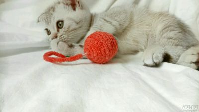 Лот: 10037498. Фото: 1. Котёнок. Кошки, котята