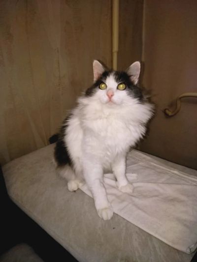Лот: 17004598. Фото: 1. Молодой кот в добрые руки. Кошки, котята