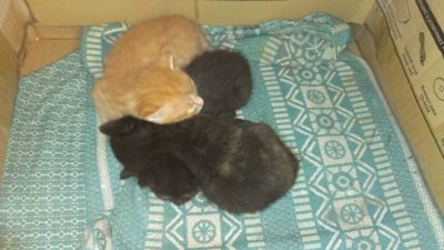 Лот: 3437835. Фото: 1. СРОЧНо!!! Котята самые милые. Кошки, котята
