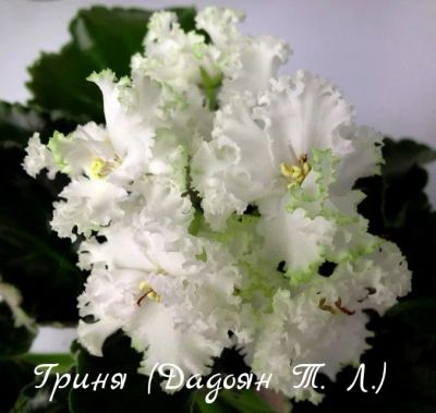 Лот: 8473952. Фото: 1. Фиалка сортовая Гриня (Т. Дадоян... Горшечные растения и комнатные цветы