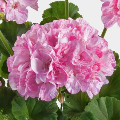 Лот: 10236539. Фото: 1. Пеларгония зональная Mosaik Pink-White... Горшечные растения и комнатные цветы