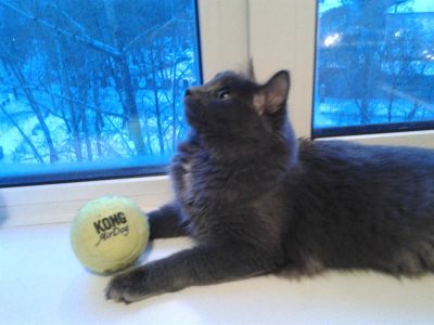 Лот: 3649972. Фото: 1. Молодой кот ищет хозяев!. Кошки, котята