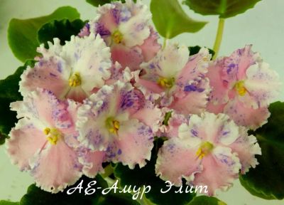 Лот: 8431813. Фото: 1. Продам детку сортовой фиалки АЕ-Амур... Горшечные растения и комнатные цветы