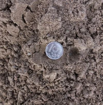 Лот: 16753958. Фото: 1. Песок природный мелкий (Песчанка... Песок, гравий, инертные материалы