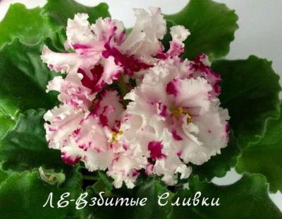 Лот: 8431830. Фото: 1. Продам детку сортовой фиалки ЛЕ-Взбитые... Горшечные растения и комнатные цветы