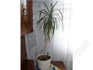 Лот: 143959. Фото: 1. пальма метр с лишним. Горшечные растения и комнатные цветы