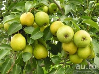 Лот: 8051009. Фото: 1. Груша для компота и сухофруктов... Овощи, фрукты, зелень