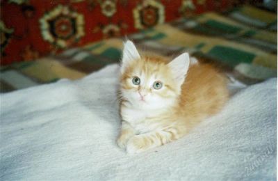 Лот: 934401. Фото: 1. Продам Сибирского котенка. Остальные животные