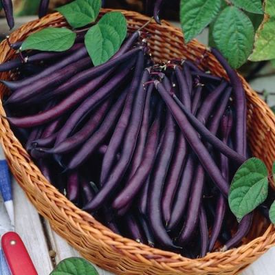Лот: 15356212. Фото: 1. фасоль Пурпурная королева.( Purple... Овощи
