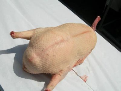 Лот: 3542515. Фото: 1. Продам домашних гусей. Мясо, птица, яйцо