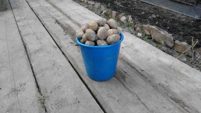 Лот: 9389848. Фото: 1. картофель семенной. Овощи