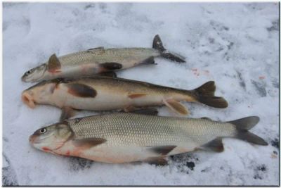Лот: 8602629. Фото: 1. Чир. Икра, рыба, морепродукты