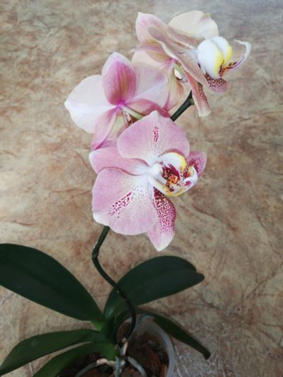 Лот: 19219205. Фото: 1. Орхидея фаленопсис, детка. Горшечные растения и комнатные цветы