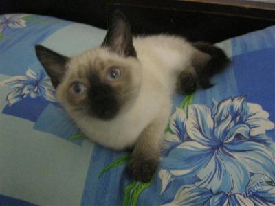 Лот: 1597565. Фото: 1. сиамская кошечка. Кошки, котята