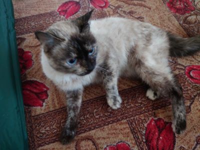 Лот: 18664621. Фото: 1. Кошка сиамская. Кошки, котята