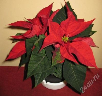 Лот: 220346. Фото: 1. Пуансетия - Рождественская звезда... Горшечные растения и комнатные цветы