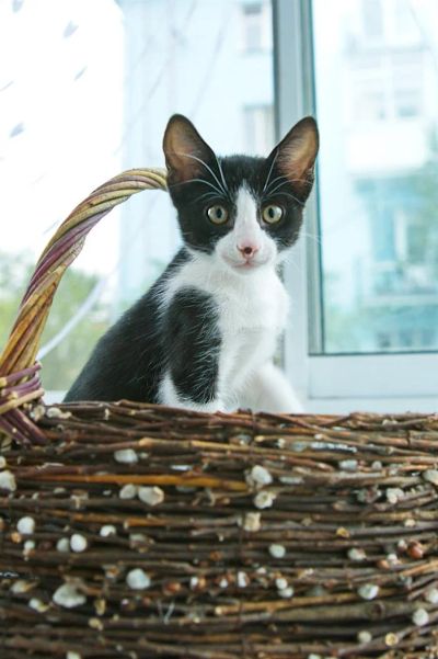 Лот: 3150041. Фото: 1. Донской Сфинкс браш. Кошки, котята