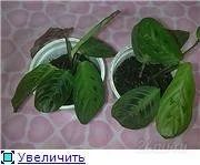 Лот: 81326. Фото: 1. маранта. Горшечные растения и комнатные цветы