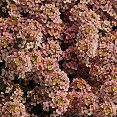 Лот: 10775141. Фото: 1. Алиссум морской (медунки) (Alyssum... Садовые цветы