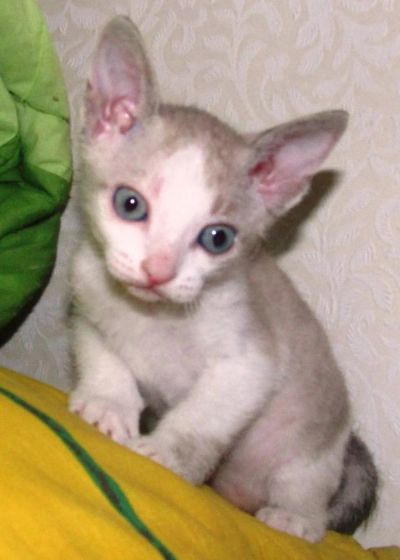 Лот: 4075726. Фото: 1. Подарю замечательных котят. Кошки, котята