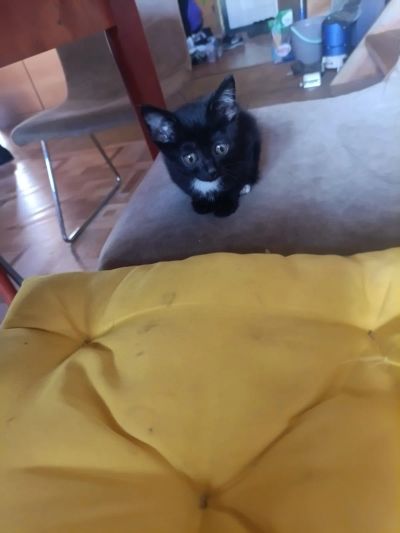 Лот: 25370886. Фото: 1. Умненький котенок. Кошки, котята
