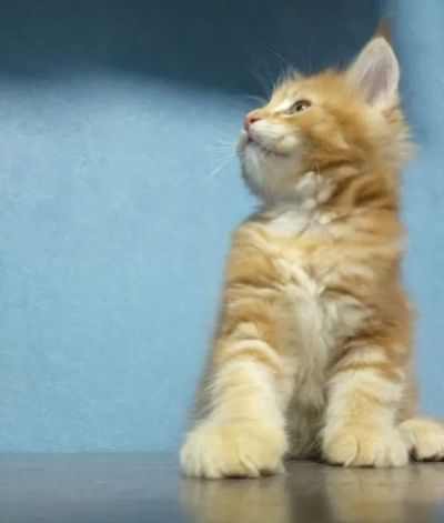Лот: 19360770. Фото: 1. Котята (мальчики) Мейн-Кун от... Кошки, котята