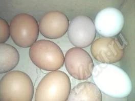 Лот: 658217. Фото: 1. Яйцо куриное. Мясо, птица, яйцо