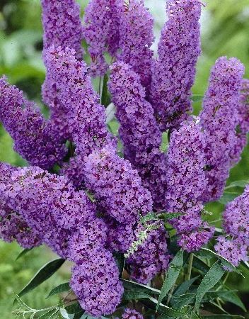 Лот: 3887603. Фото: 1. Буддлея Нано Блю (саженец с закрытой... Другое (семена, рассада, садовые растения)