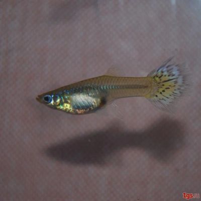Лот: 4827879. Фото: 1. Самки Гуппи. Рыбки