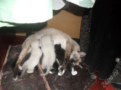 Лот: 584520. Фото: 1. котята. Остальные животные
