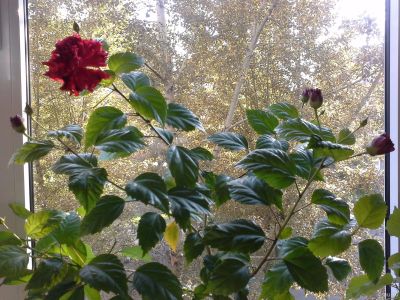 Лот: 14533837. Фото: 1. Гибискус китайская роза. Горшечные растения и комнатные цветы