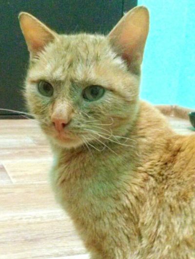 Лот: 4882008. Фото: 1. Котенок девочка. Кошки, котята